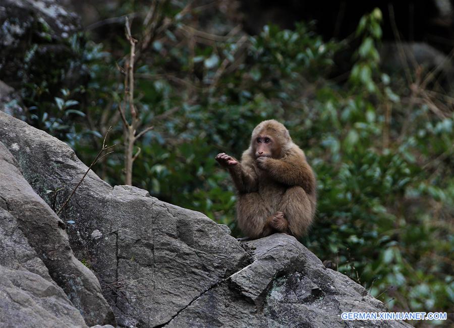 #CHINA-ANHUI-HUANGSHAN-STUMP-TAILED MACAQUE (CN)