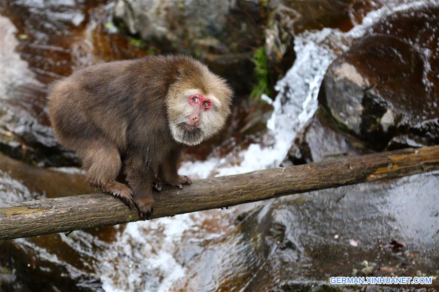 #CHINA-ANHUI-HUANGSHAN-STUMP-TAILED MACAQUE (CN)