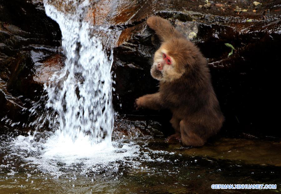 #CHINA-ANHUI-HUANGSHAN-STUMP-TAILED MACAQUE (CN)