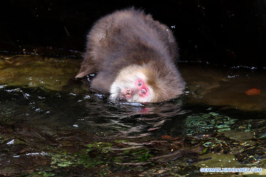 #CHINA-ANHUI-HUANGSHAN-STUMP-TAILED MACAQUE (CN)