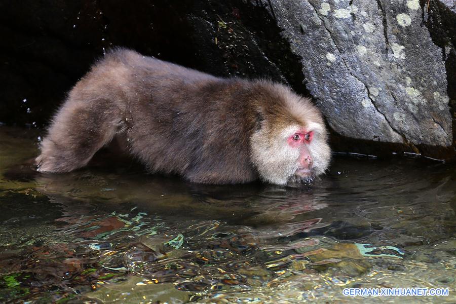 #CHINA-ANHUI-HUANGSHAN-STUMP-TAILED MACAQUE (CN)