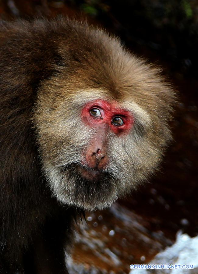 #CHINA-ANHUI-HUANGSHAN-STUMP-TAILED MACAQUE (CN)