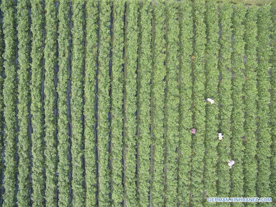 #CHINA-HAINAN-PEPPER HARVEST(CN)