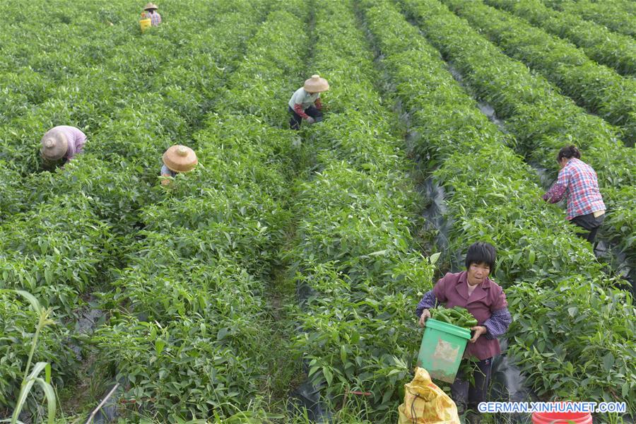 #CHINA-HAINAN-PEPPER HARVEST(CN)