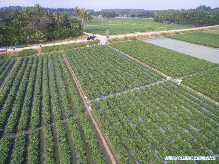 #CHINA-HAINAN-PEPPER HARVEST(CN)