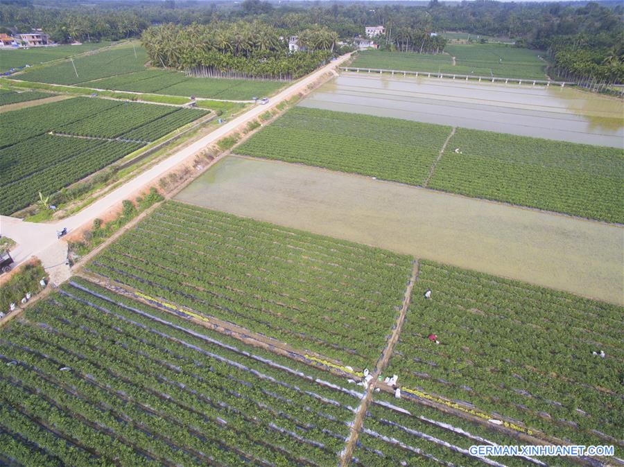 #CHINA-HAINAN-PEPPER HARVEST(CN)