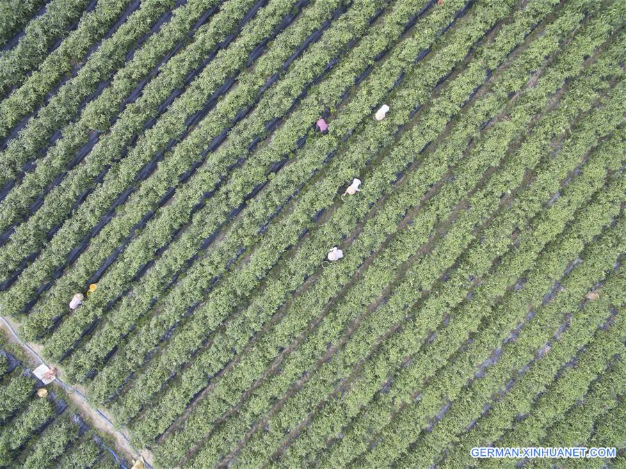 #CHINA-HAINAN-PEPPER HARVEST(CN)