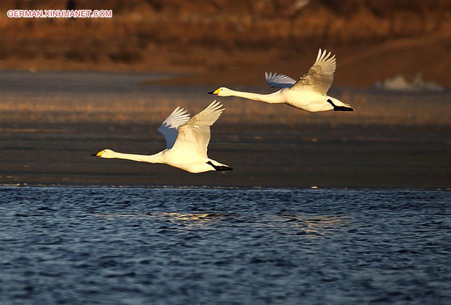 CHINA-HEBEI-MIGRANT BIRDS (CN)