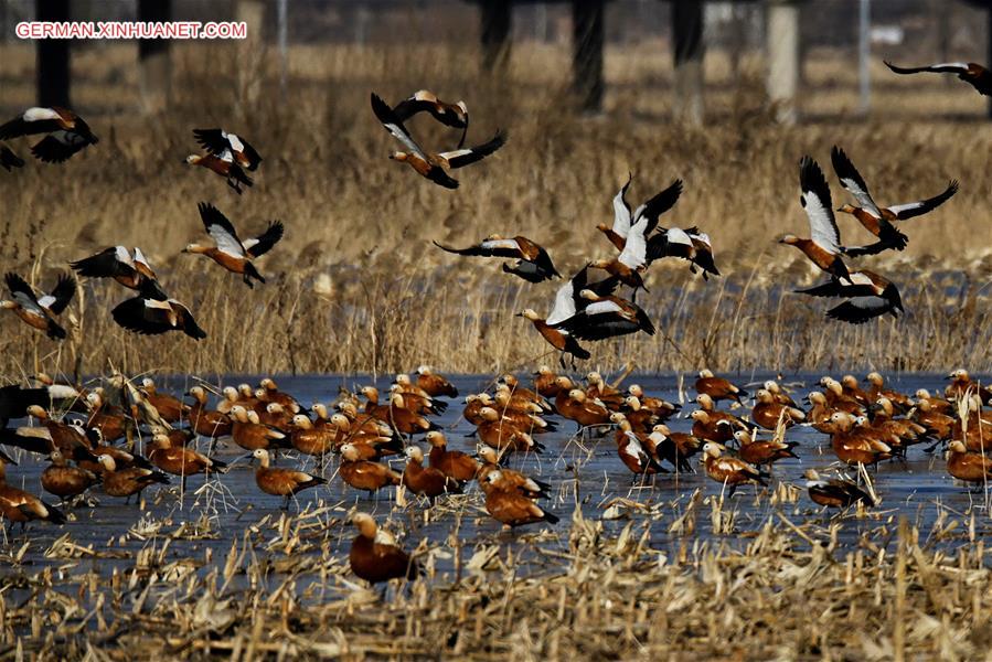 CHINA-HEBEI-MIGRANT BIRDS (CN)