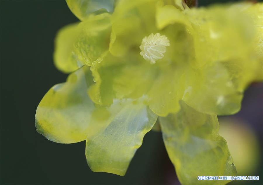 #CHINA-JIANGSU-WINTERSWEET(CN)