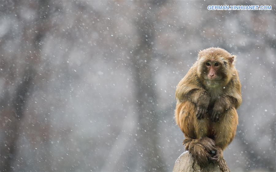 #CHINA-ANHUI-MONKEY-SNOW (CN)