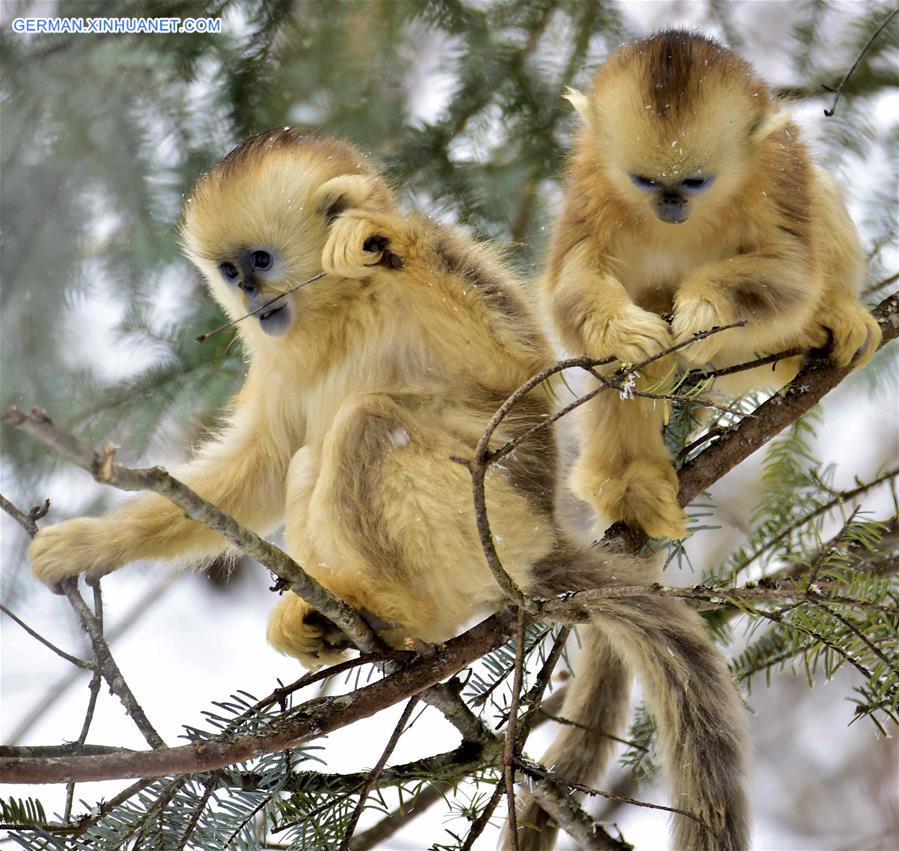 CHINA-HUBEI-SHENNONGJIA-GOLDEN MONKEY (CN)