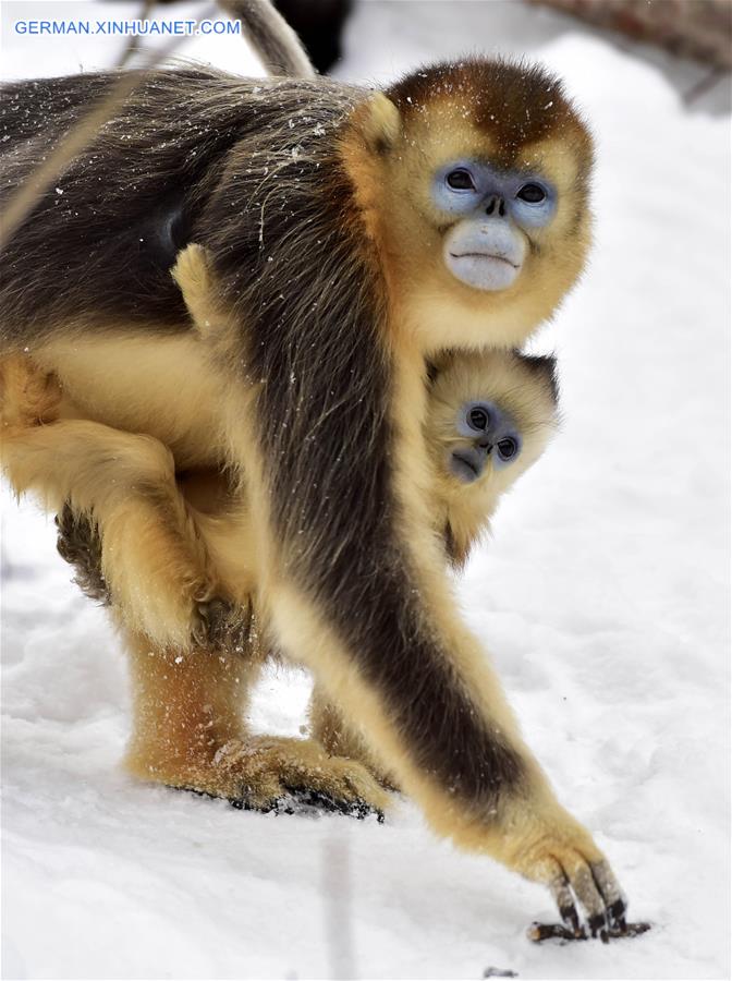 CHINA-HUBEI-SHENNONGJIA-GOLDEN MONKEY (CN)