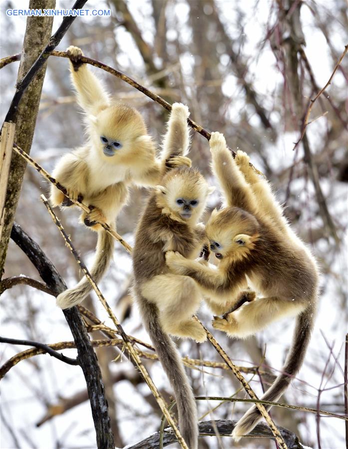 CHINA-HUBEI-SHENNONGJIA-GOLDEN MONKEY (CN)