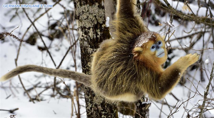 CHINA-HUBEI-SHENNONGJIA-GOLDEN MONKEY (CN)