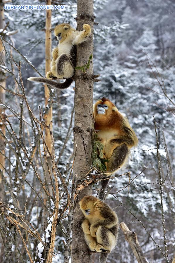 CHINA-HUBEI-SHENNONGJIA-GOLDEN MONKEY (CN)