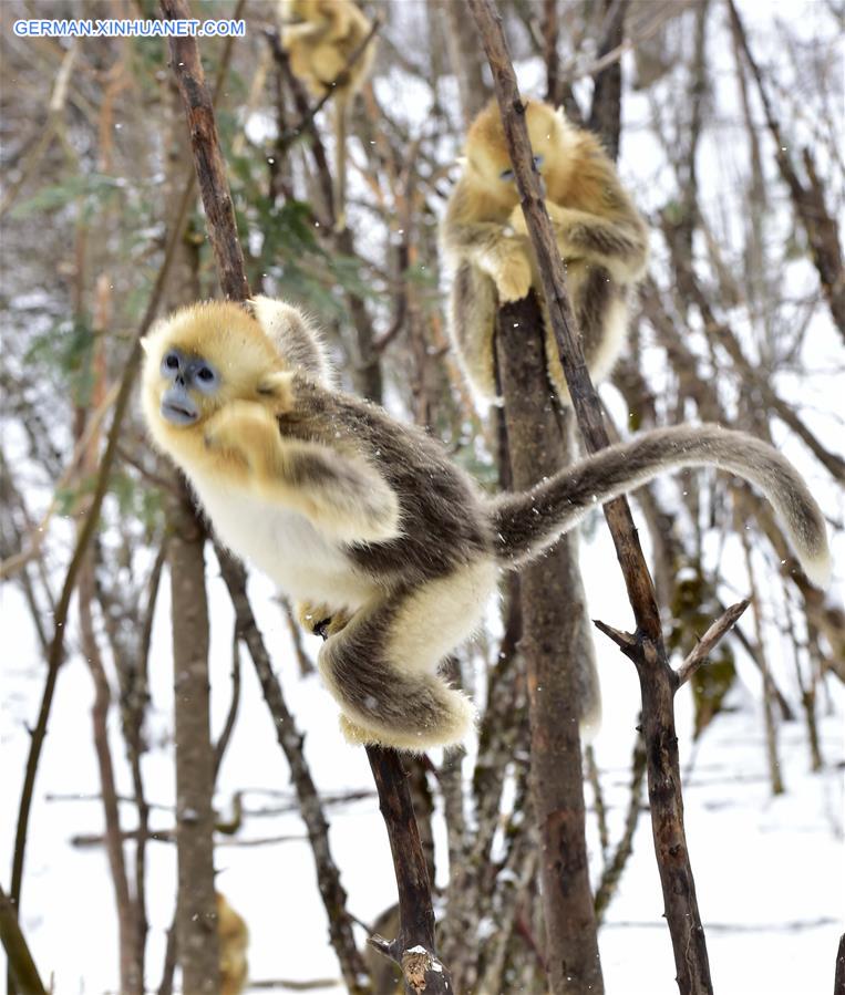 CHINA-HUBEI-SHENNONGJIA-GOLDEN MONKEY (CN)