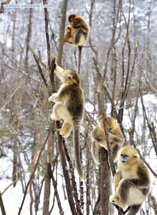 CHINA-HUBEI-SHENNONGJIA-GOLDEN MONKEY (CN)