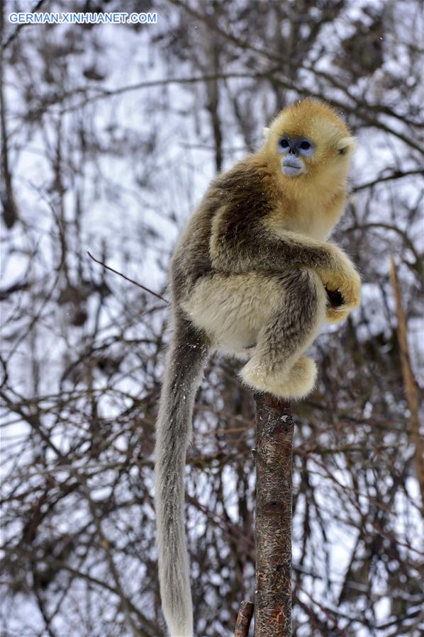 CHINA-HUBEI-SHENNONGJIA-GOLDEN MONKEY (CN)