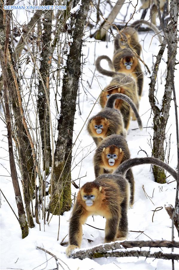 CHINA-HUBEI-SHENNONGJIA-GOLDEN MONKEY (CN)