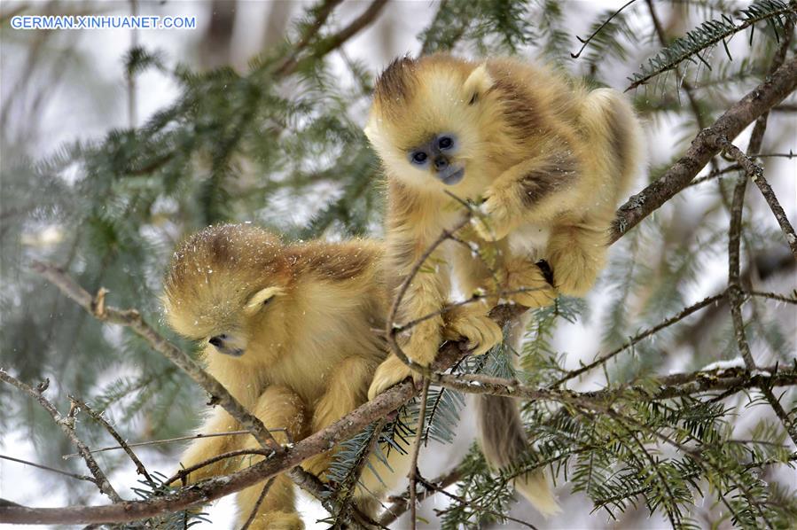 CHINA-HUBEI-SHENNONGJIA-GOLDEN MONKEY (CN)