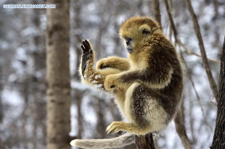 CHINA-HUBEI-SHENNONGJIA-GOLDEN MONKEY (CN)