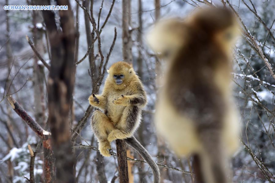 CHINA-HUBEI-SHENNONGJIA-GOLDEN MONKEY (CN)