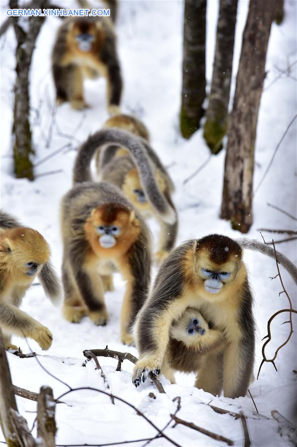 CHINA-HUBEI-SHENNONGJIA-GOLDEN MONKEY (CN)