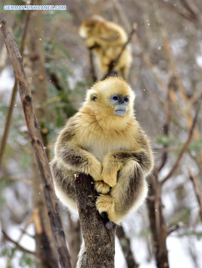 CHINA-HUBEI-SHENNONGJIA-GOLDEN MONKEY (CN)