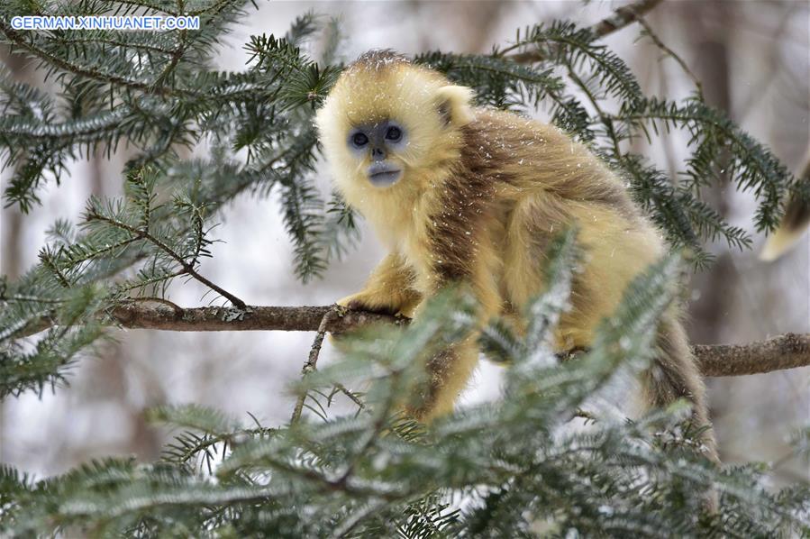 CHINA-HUBEI-SHENNONGJIA-GOLDEN MONKEY (CN)