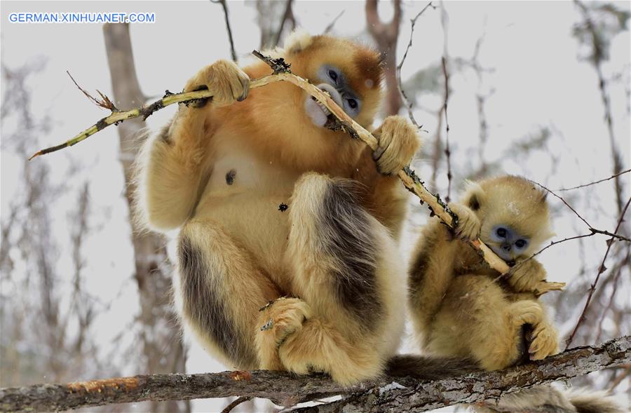 CHINA-HUBEI-SHENNONGJIA-GOLDEN MONKEY (CN)