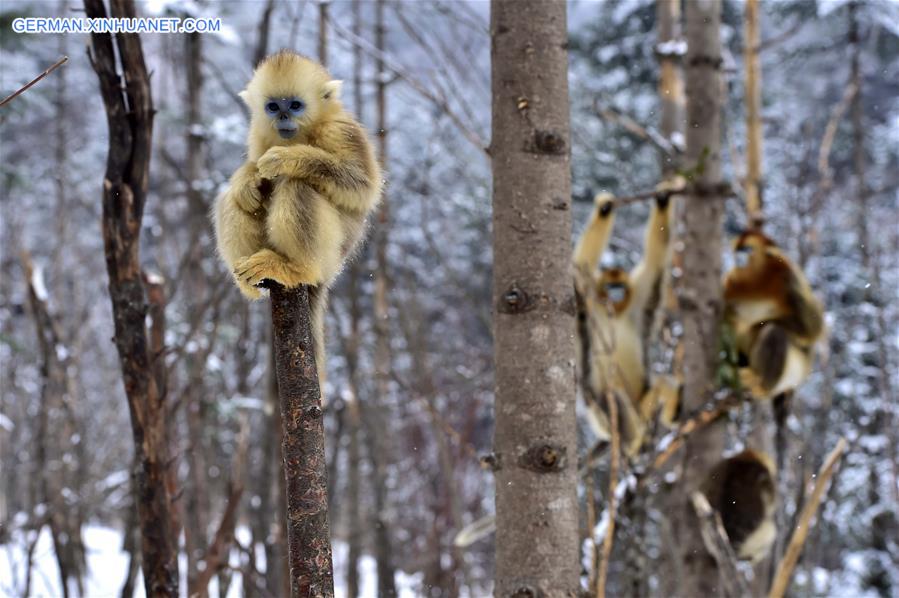 CHINA-HUBEI-SHENNONGJIA-GOLDEN MONKEY (CN)