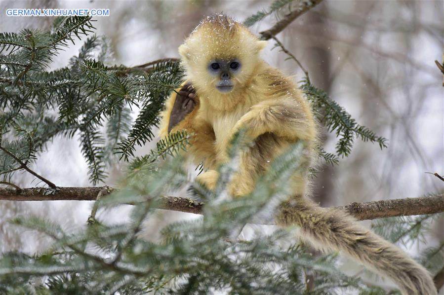 CHINA-HUBEI-SHENNONGJIA-GOLDEN MONKEY (CN)