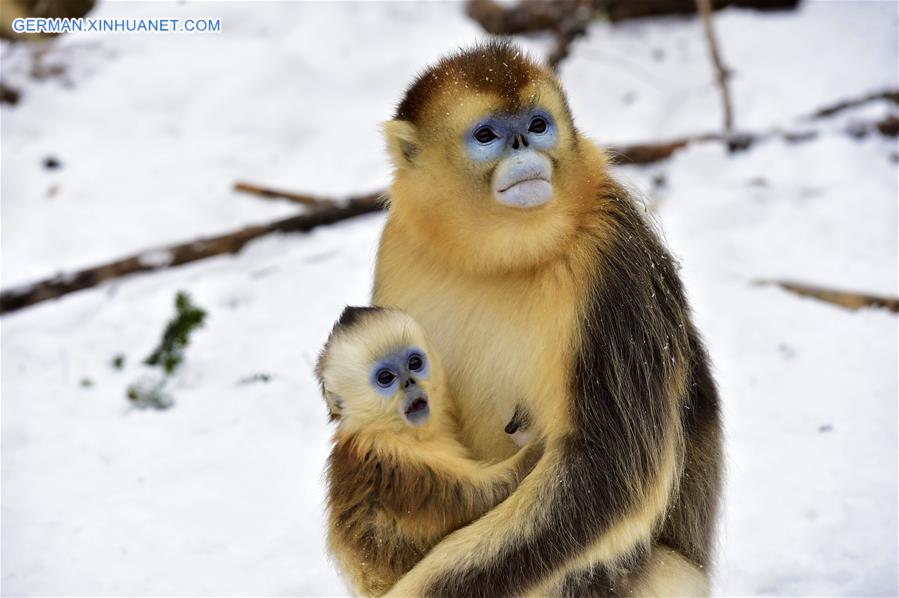 CHINA-HUBEI-SHENNONGJIA-GOLDEN MONKEY (CN)