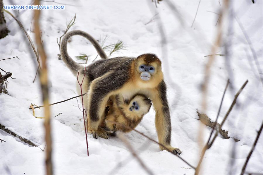 CHINA-HUBEI-SHENNONGJIA-GOLDEN MONKEY (CN)