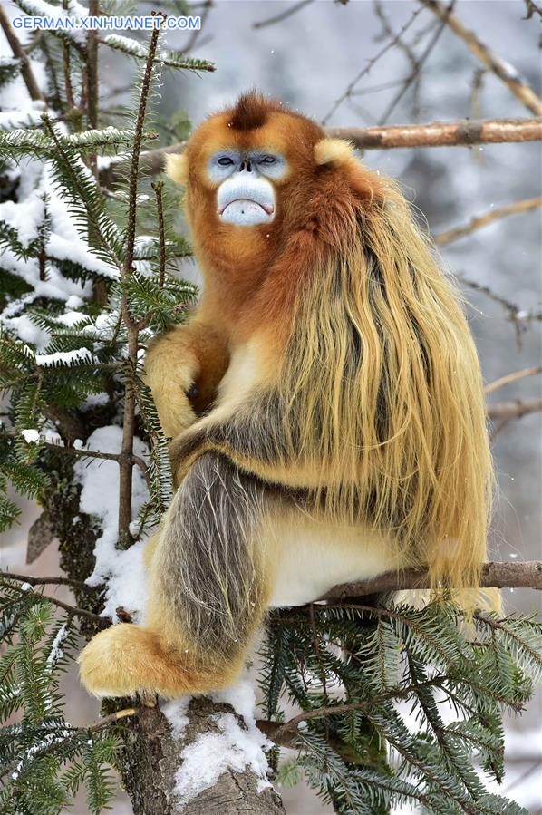 CHINA-HUBEI-SHENNONGJIA-GOLDEN MONKEY (CN)