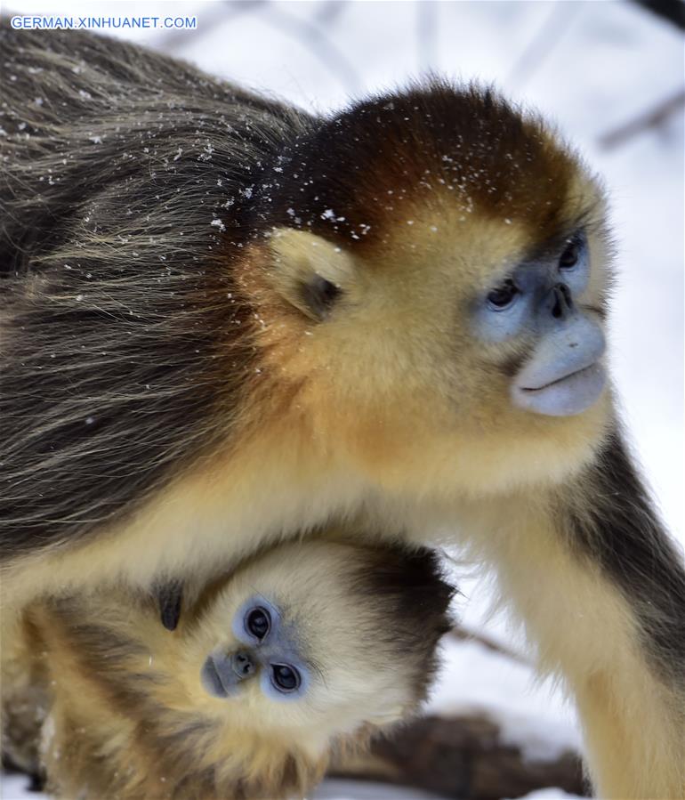 CHINA-HUBEI-SHENNONGJIA-GOLDEN MONKEY (CN)