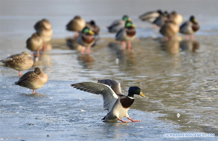 CHINA-BEIJING-WILD DUCK (CN)