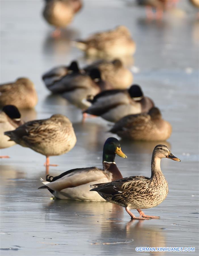 CHINA-BEIJING-WILD DUCK (CN)