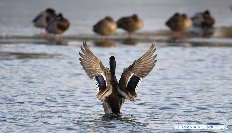 CHINA-BEIJING-WILD DUCK (CN)