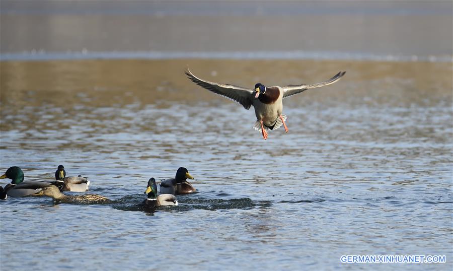 CHINA-BEIJING-WILD DUCK (CN)