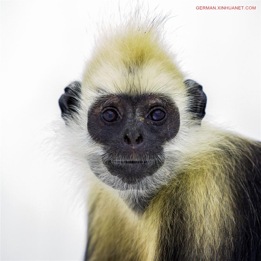 #CHINA-GUANGDONG-CHIMELONG SAFARI PARK-MONKEYS (CN*)