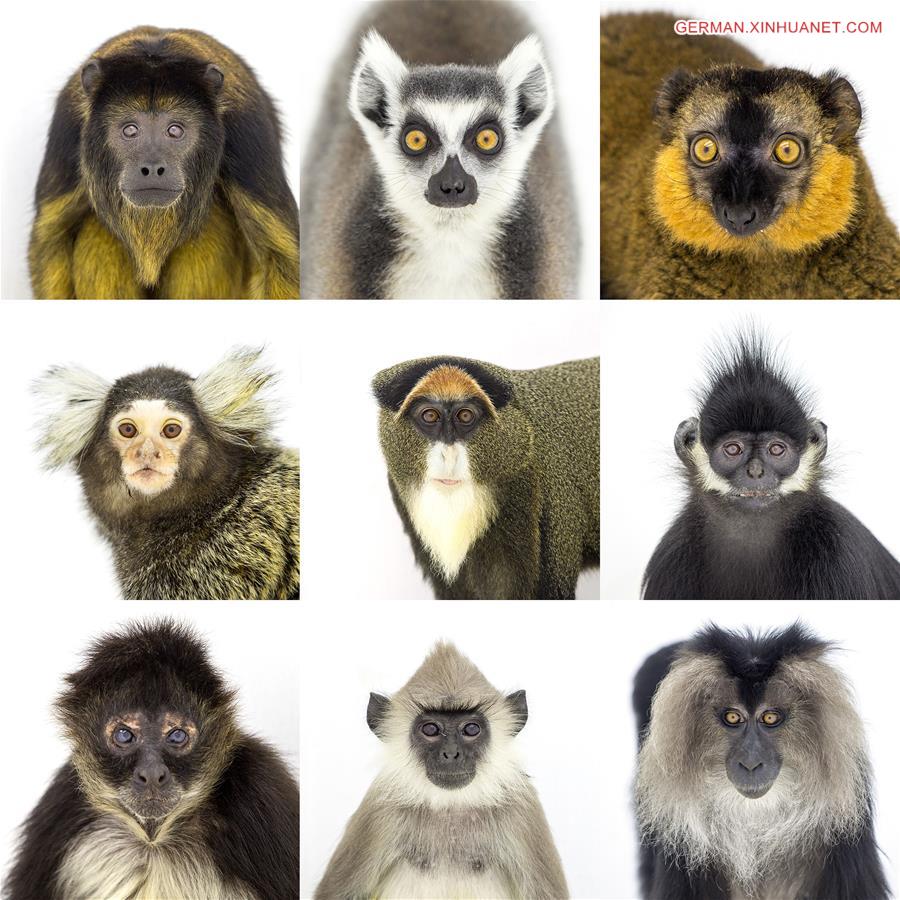 #CHINA-GUANGDONG-CHIMELONG SAFARI PARK-MONKEYS (CN*)