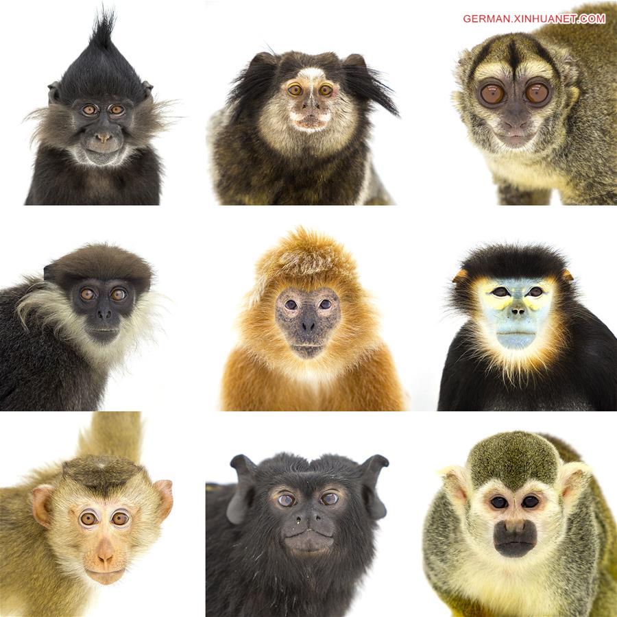 #CHINA-GUANGDONG-CHIMELONG SAFARI PARK-MONKEYS (CN*)