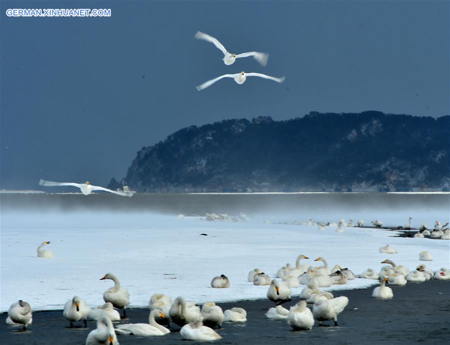 #CHINA-SHANDONG-RONGCHENG-SWANS (CN)