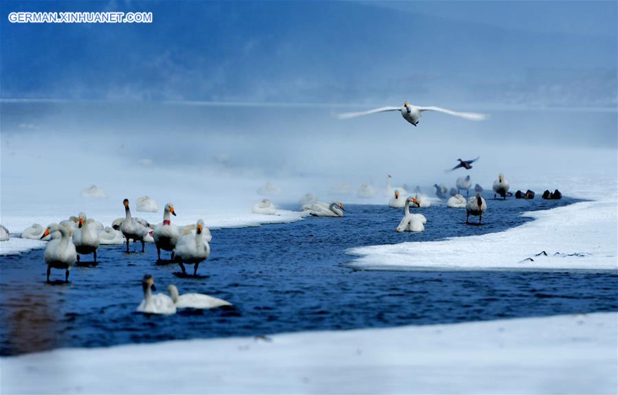 #CHINA-SHANDONG-RONGCHENG-SWANS (CN)