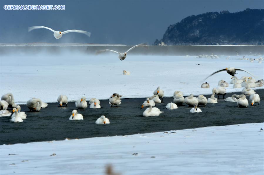 #CHINA-SHANDONG-RONGCHENG-SWANS (CN)