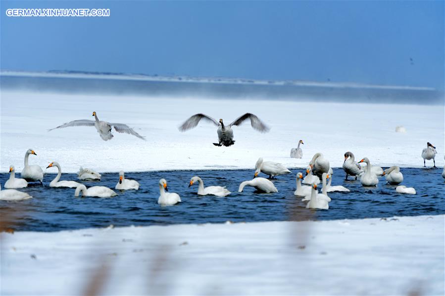 #CHINA-SHANDONG-RONGCHENG-SWANS (CN)