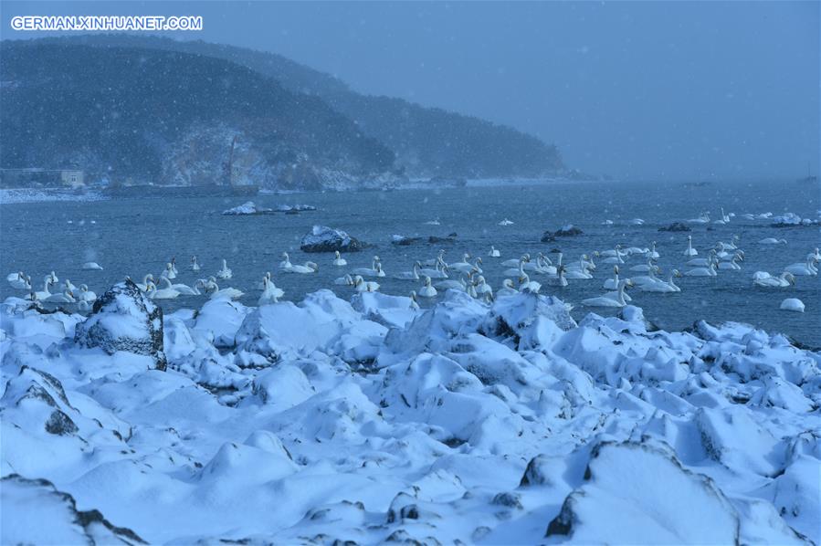 #CHINA-SHANDONG-RONGCHENG-SWANS (CN)