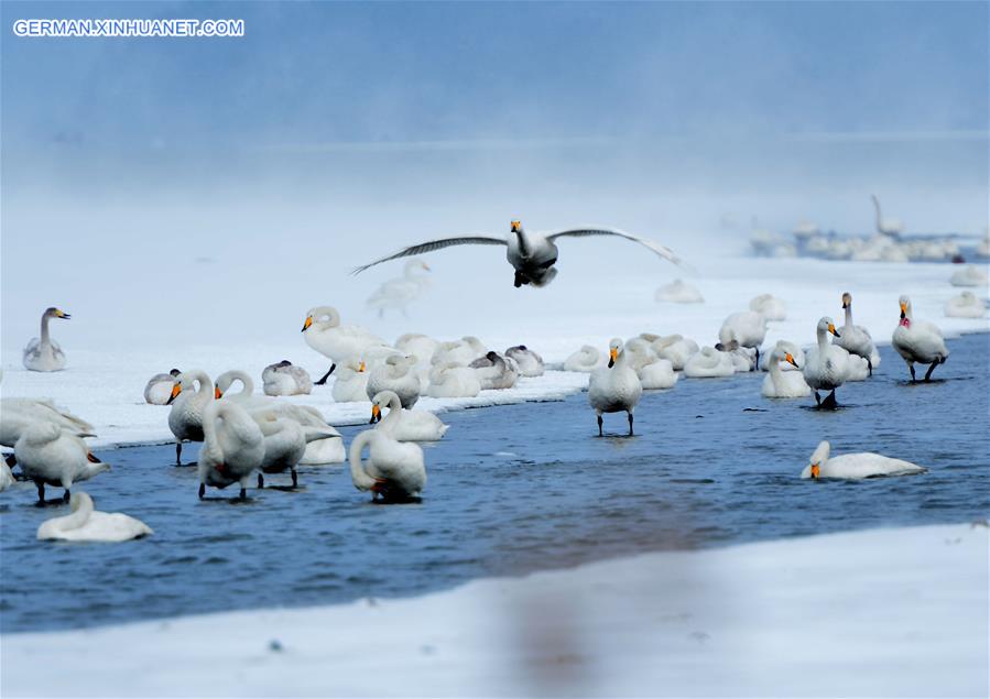 #CHINA-SHANDONG-RONGCHENG-SWANS (CN)